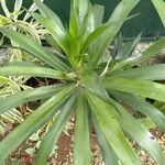 Dracaena angustifolia Fulla