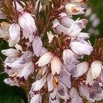 Erica erigena Blüte