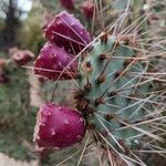 Opuntia phaeacanthaPlod