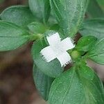 Buchozia japonica Fiore