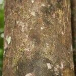 Pachira dolichocalyx Bark