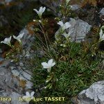 Saxifraga fragilis অভ্যাস