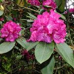 Rhododendron arboreum Λουλούδι