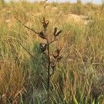 Yucca arkansana Bark