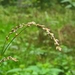 Persicaria minor Kvet