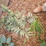 Athyrium niponicum Blad