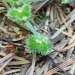 Sanicula europaea Fruto