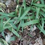 Allium tricoccum Feuille