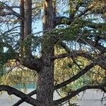 Cedrus atlantica Plante entière