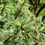 Larix laricina List