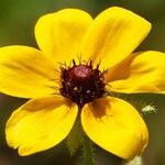 Rudbeckia triloba Lorea