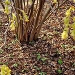 Corylopsis spicata പുറംതൊലി