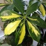 Schefflera spp. Blatt