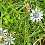 Eryngium heterophyllum Λουλούδι