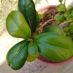 Ficus microcarpa برگ