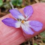 Viola rupestris Квітка