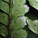 Polystichum transvaalense Leaf