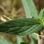 Trichodesma zeylanicum Leaf