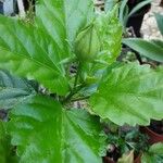 Hibiscus schizopetalus Leaf