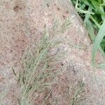 Sporobolus fimbriatus Λουλούδι