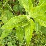 Oenothera villosa पत्ता