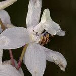 Delphinium gypsophilum Floare