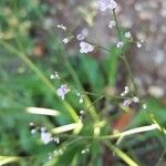 Limonium carolinianum Цвят