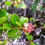 Embelia angustifolia Fruit