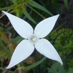 Conostomium quadrangulare Λουλούδι