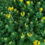 Chamaecytisus supinus Leaf