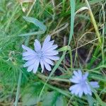 Cichorium endiviaFlor