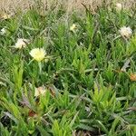 Carpobrotus chilensis Hábito