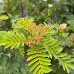 Sorbus americana Blatt