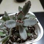 Kalanchoe tomentosa 葉