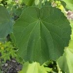 Abutilon indicum Feuille