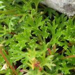 Saxifraga trifurcata Blatt