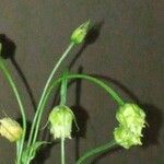 Blackstonia imperfoliata Cvet