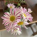 Tanacetum coccineumBlomma