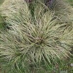 Carex ornithopoda Blad