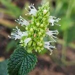 Agastache rugosa Blüte