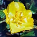 Fremontodendron mexicanum Flower