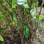 Lapageria rosea Φλοιός