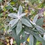 Buddleja globosa Blad