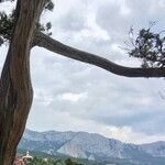 Juniperus excelsa Corteccia