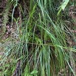 Carex globosa ഇല