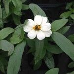 Zinnia spp. Flower