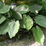 Anthurium nymphaeifolium Hàbitat