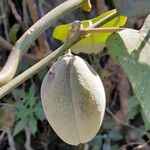 Araujia sericifera Frukt