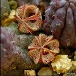 Titanopsis calcarea 果實