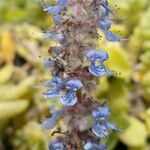 Plectranthus hadiensisFlor